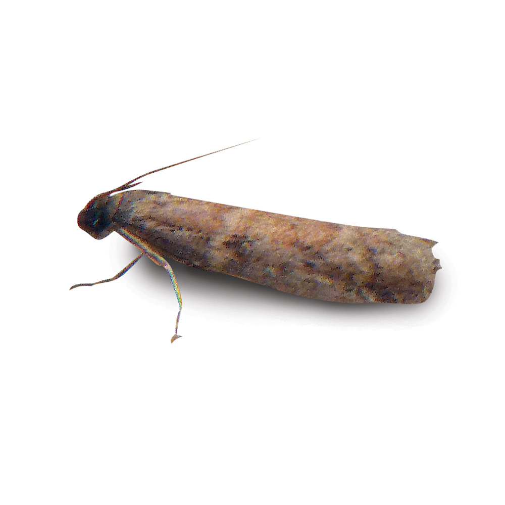 agriculture amp amenity pests barrettine environmental health angoumois grain moths